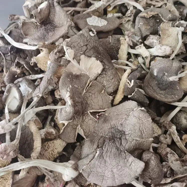 云南野山菌新鲜伞把菇当季野生麻母鸡菌干货