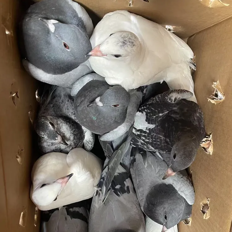 天落鸟子代，赛鸽子代 可以自食可以开家