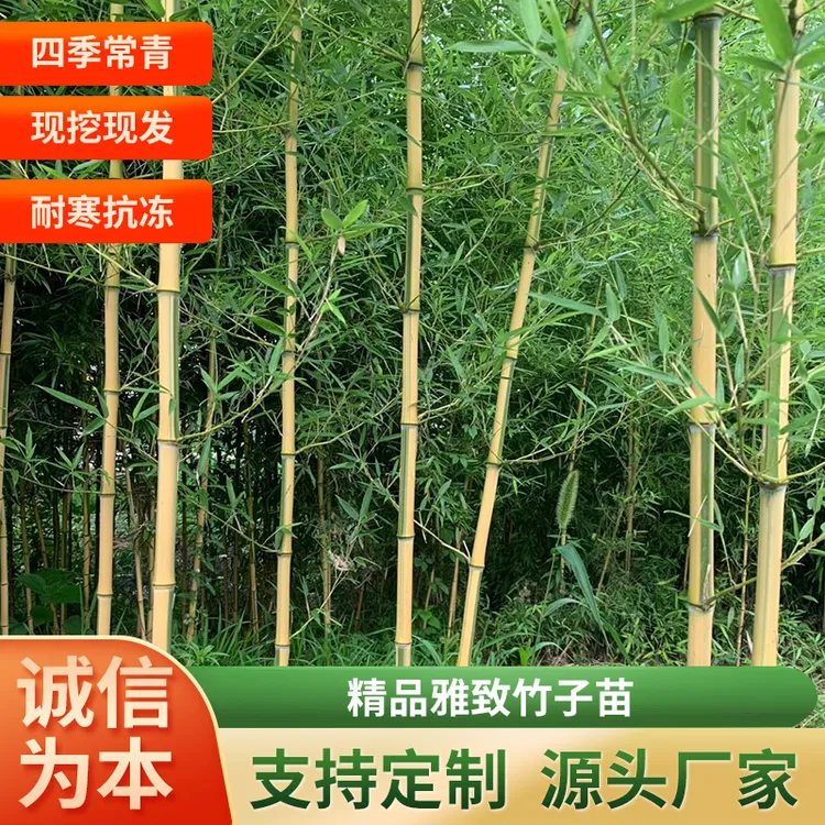 适合庭院北方耐寒竹子【金镶玉竹】阳台室内盆栽户外四季种植围墙栅