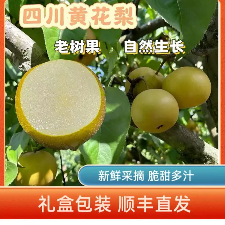 【顺丰直发】四川老树黄花梨梨子新鲜现摘脆甜多汁