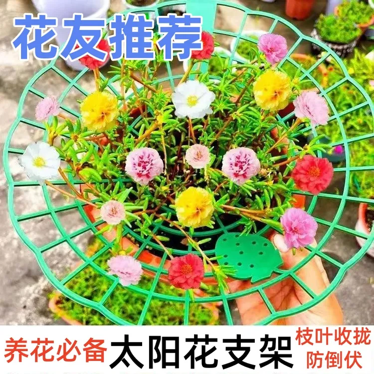 太阳花盆景造型固定支架阳台植物防倒伏爬藤花架蟹爪兰枝干收拢架
