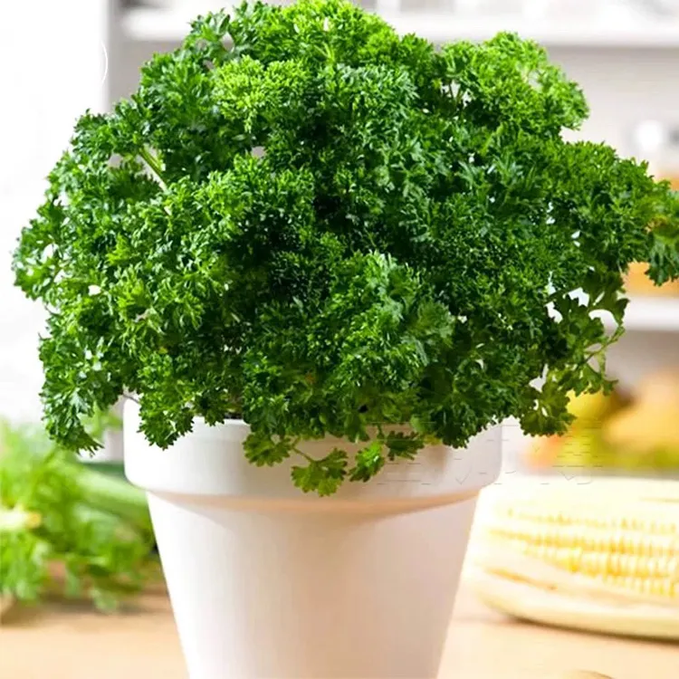 美味香进口10粒种子ئىمپورت ياۋرۇپا كەرەپشىسى 10دانچە ئۇرۇقى 