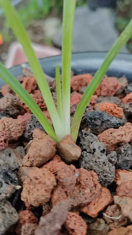 静心养兰老肖’春兰惠兰剑兰等