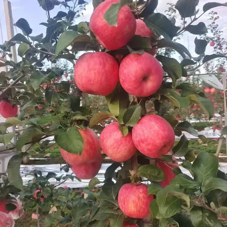 陕西洛川红富士苹果新鲜采摘脆甜多汁