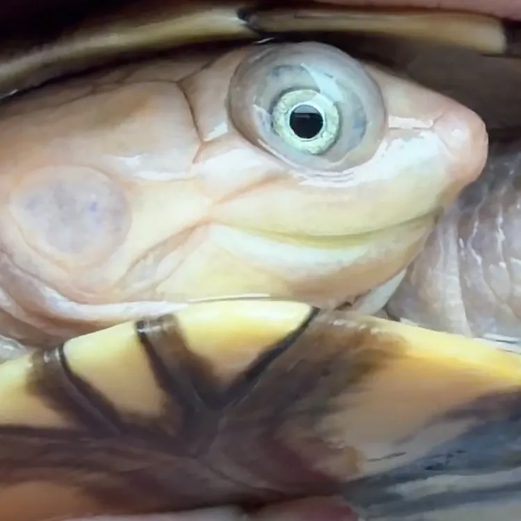 微笑脸沼泽龟，直播间一对一挑选活体拍下发货后不退，默认发中通