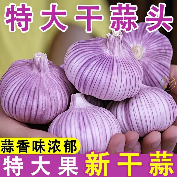 5斤特大干蒜】山东紫皮大蒜头新干蒜大蒜大蒜头批发整箱新干大蒜头