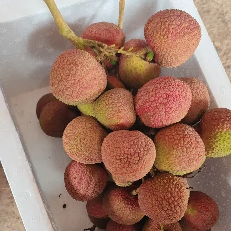 新鲜现摘当季荔枝鲜甜多汁产地直发新鲜荔枝