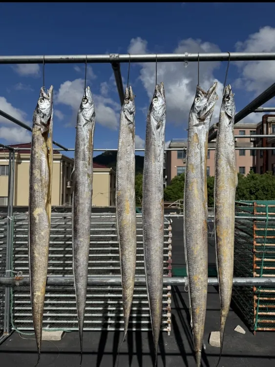 【鲜锋严选】舟山本地风带鱼自然晾晒鱼干6-7两/条