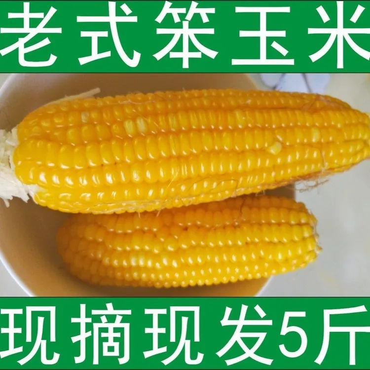 25年新鲜带皮笨玉米不甜不糯普通苞米带壳有嚼劲黄玉米