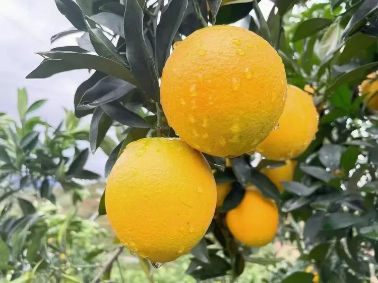 十斤脐橙正宗赣南果园直发新鲜水果当季现摘清甜多汁