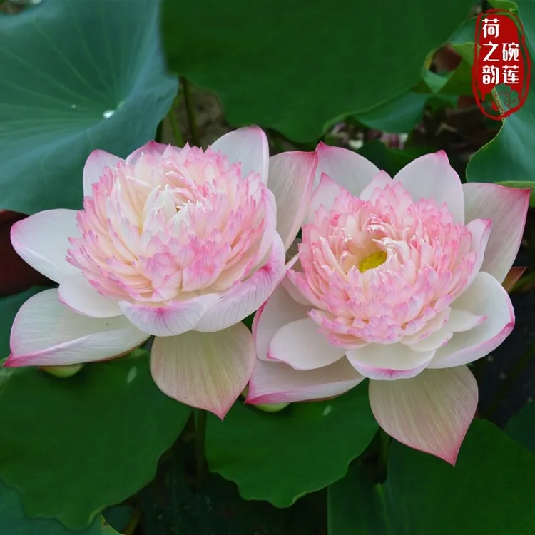 大型观赏盆栽荷花碗莲种藕苗子室内阳台庭院鱼池水生植物