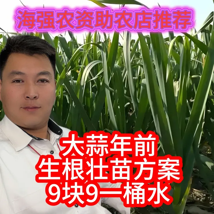 蒜苗年前生根壮苗氨基酸营养方案