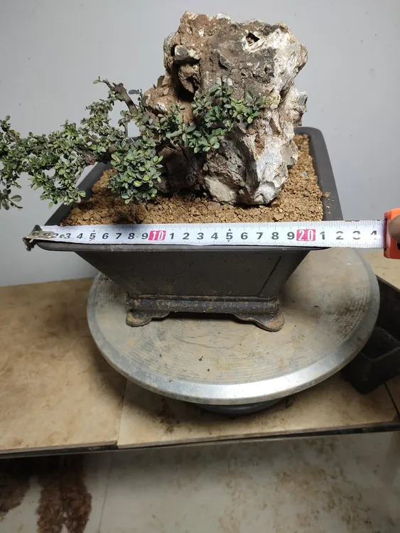 小叶老鹰刺，一物一拍不支持退换货，绿植养护有风险请谨慎下单。