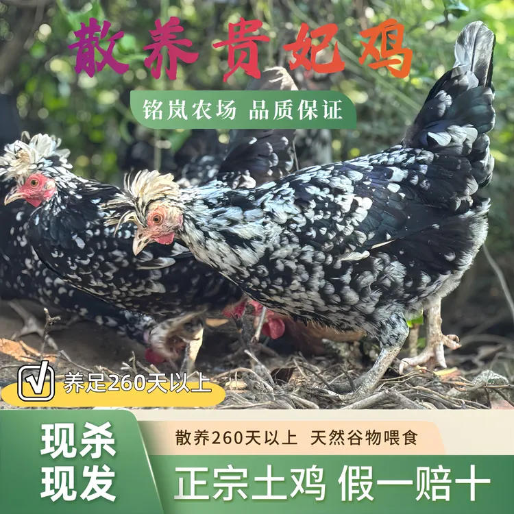 【现杀现发】散养贵妃鸡母鸡农家土鸡新鲜整只包邮