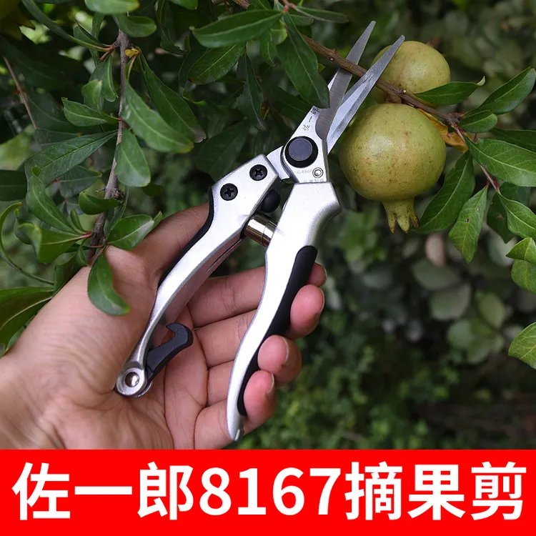 火龙果摘果剪佐一郎采果稀果剪刀疏果剪剪葡萄花枝多盆景修花枝剪