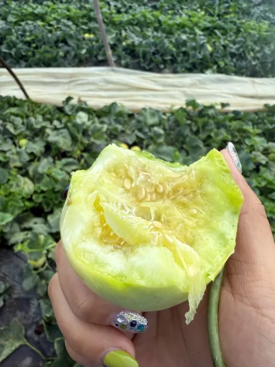 【正宗马连庄甜瓜】小蜜罐甜瓜 香 脆 甜 头茬现摘现发顺丰包邮