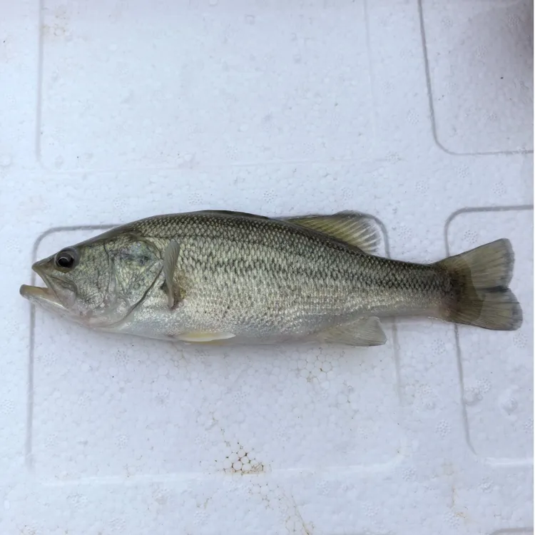 活体鲈鱼 鲈鱼大口黑鲈 路亚鲈淡水鱼水族活体