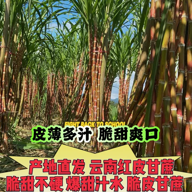 云南老品种红皮脆皮甘蔗水果新鲜甘蔗鲜甘蔗新鲜现砍现发脆甜多汁