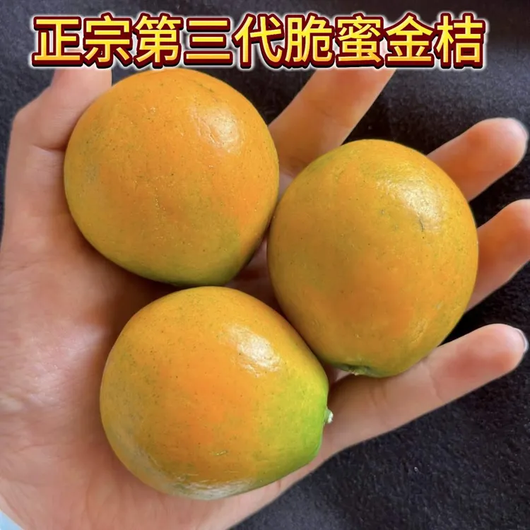 【果园现摘】正宗脆蜜金桔广西第三代金桔脆蜜金柑纯甜无籽脆蜜金桔