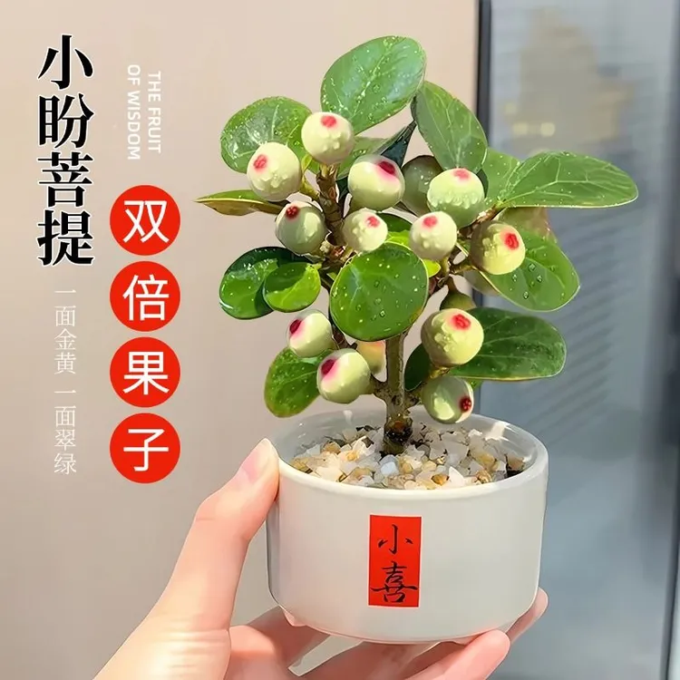 小盼菩提带果盆栽净化空气室内办公室桌面植物禅意绿植盆栽室内