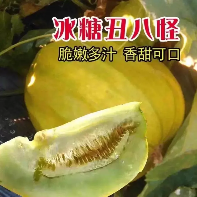 露天种植湖北本地老品种丑八怪香瓜甜瓜5斤包邮