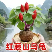 山乌龟爬藤植物盆栽室内红藤圆叶金不换阳台花园多肉块根花卉水培