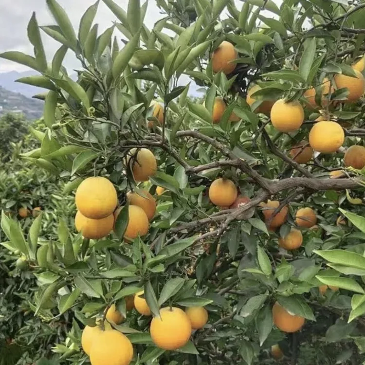 赣南脐橙鲜汁皮薄