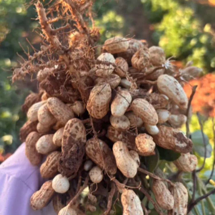 新鲜现挖带壳湿花生