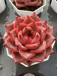 70#弗格森单头（4-6cm）脱土