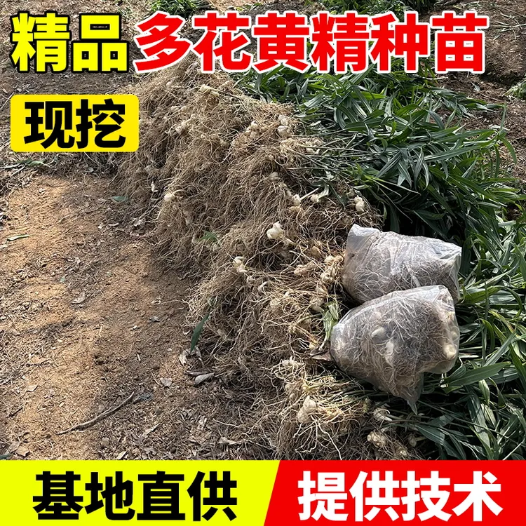 四川多花黄精苗老虎姜苗猫儿姜种苗基地现挖现发批发高杆不倒苗