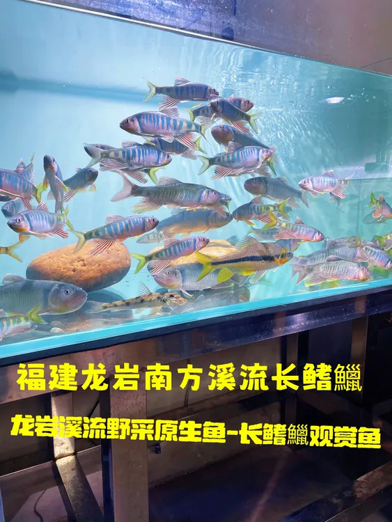 福建山坑溪流 冷水鱼长鳍鱲 桃花鱼原生鱼溪流宽鳍鱲活体观赏鱼