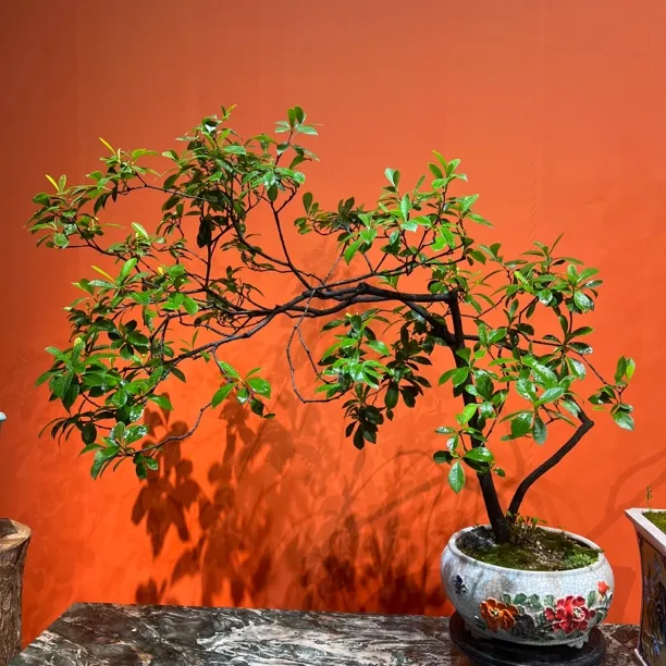 【茶台飘】海岛春花斜飘七字双飘室内外庭院造景