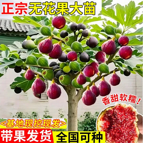 带果无花果树苗盆栽特大果南北方可种植矮化耐寒波姬红大果早熟