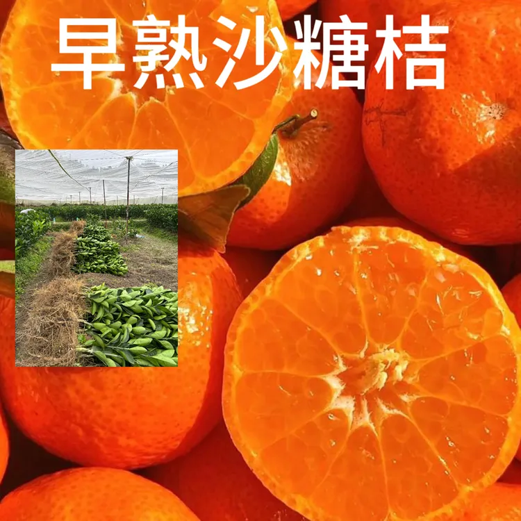 早熟沙糖桔嫁接苗（一年祼根）