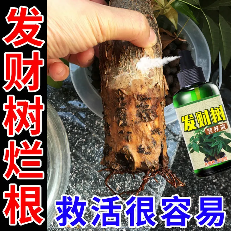 发财树植物营养液急救黄叶落叶腐根烂根快速生根剂免稀释专用肥料