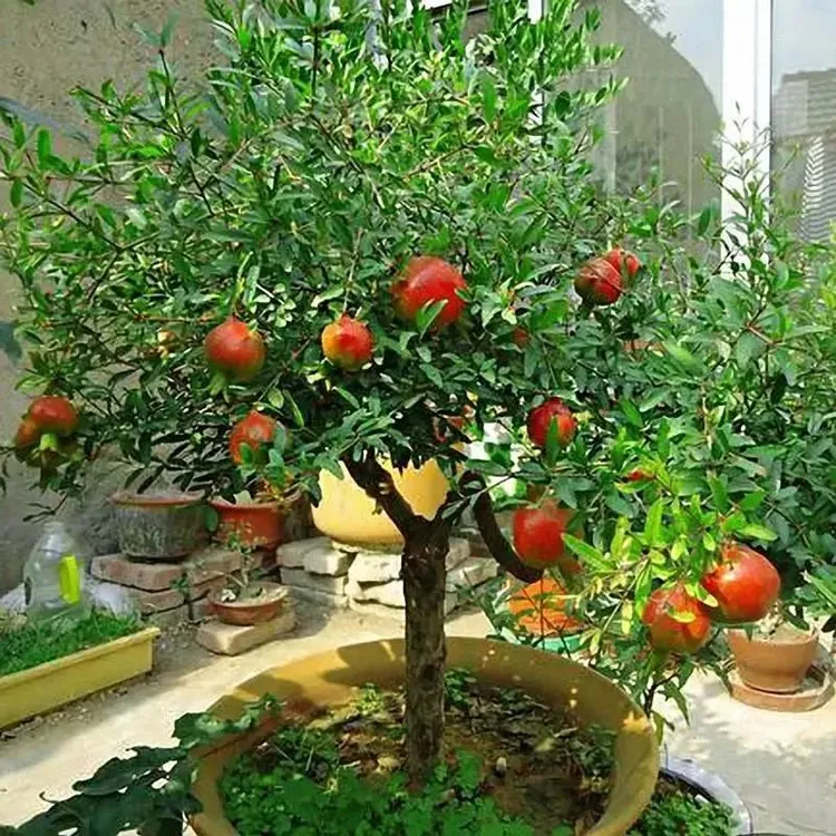 软籽石榴苗盆栽果树南北方种植当年结突尼斯特大果嫁接石榴树苗