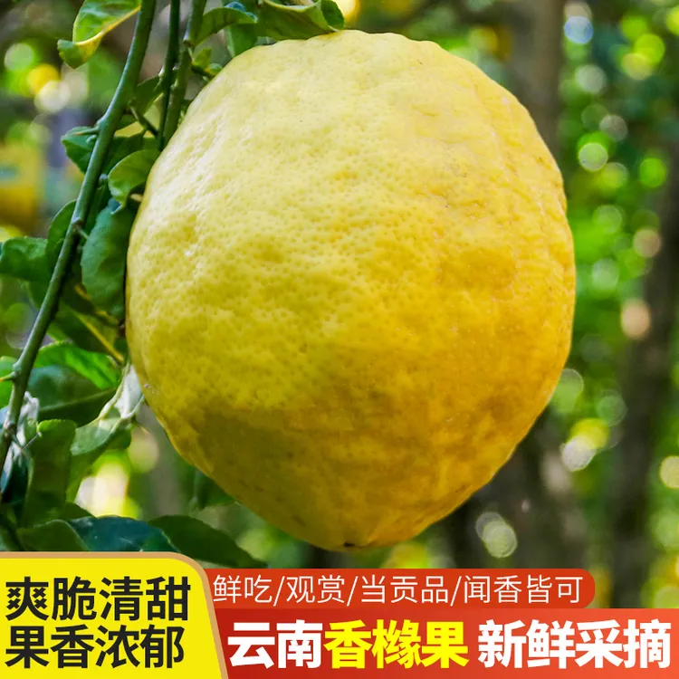 香橼大果新鲜食用云南佛手香甜清脆观赏清供闻香柑橘枸橼子应季