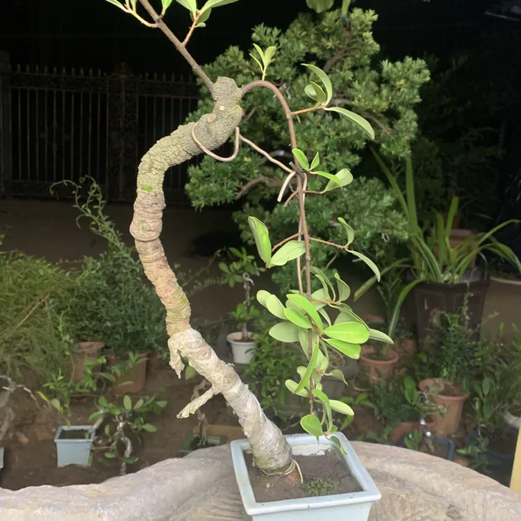 酸藤果母桩小品桩适合打造独特盆景