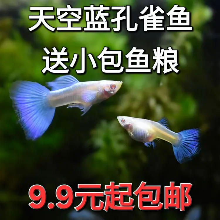 天空蓝孔雀鱼鱼粮纯种蓝白孔雀鱼小型热带鱼胎生观赏鱼好养耐活