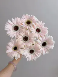爱莎非洲菊10支--收到花有问题第一时间联系客服