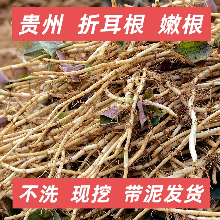 【新鲜发货】贵州农家现挖带泥鱼腥草折耳根蔬菜农村【贵州折耳根】