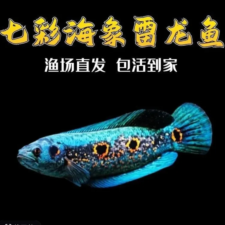 七彩海象加里曼丹七彩海象铅笔苗子黄化铅笔雷龙鱼印尼进口淡水鱼