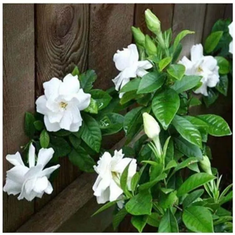 ^重瓣栀子花种子花香浓郁四季开花室内阳台植物盆栽易种易活植物