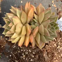 306杂交精品基地10.5厘米