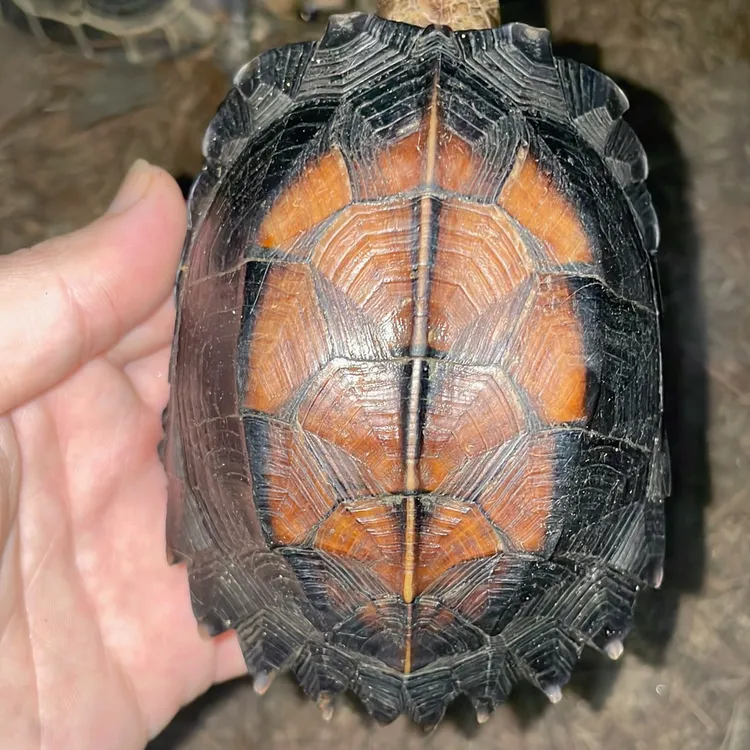 锯缘龟广西锯人工繁殖锯缘直播间挑选观赏乌龟