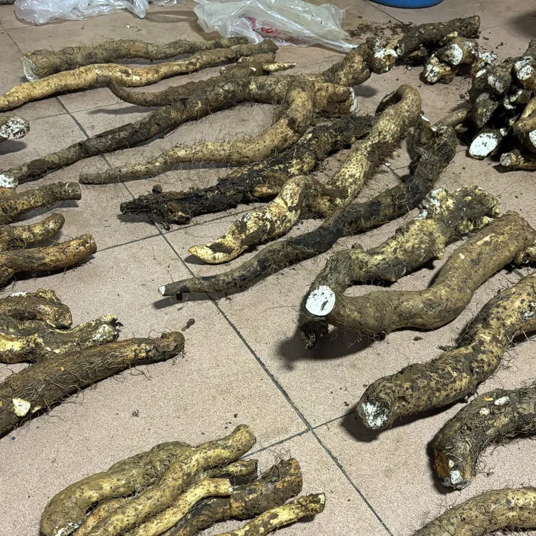 新鲜现挖深山云南野生山药软糯香甜营养适合煲汤蒸煮