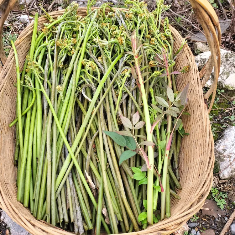 新鲜野菜蕨菜现采现发