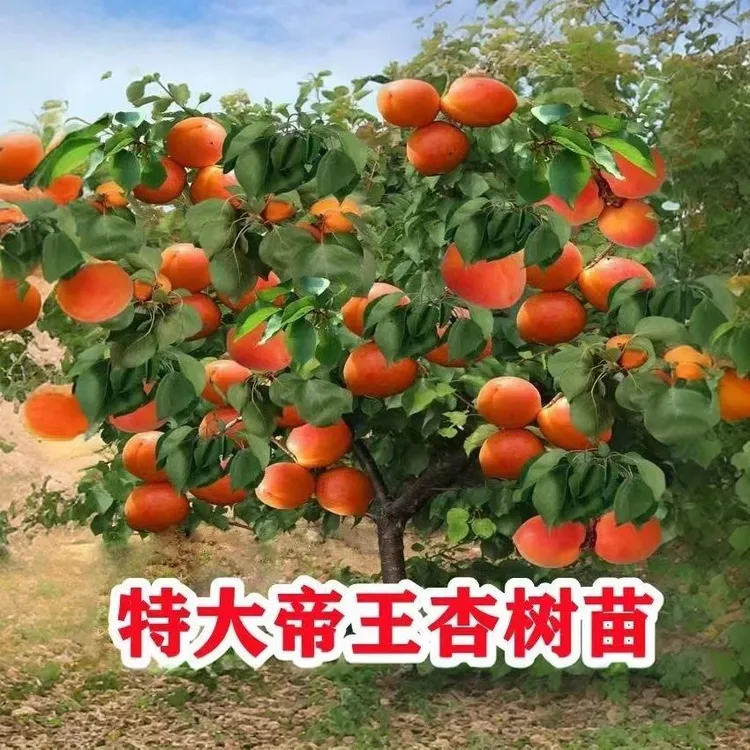 帝王大杏树苗纯甜特大果杏子嫁接杏苗地栽盆栽南北方耐寒当年结果