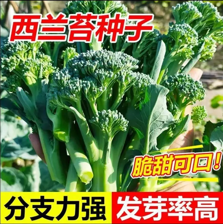 【原厂包装】西兰苔种子绿西兰苔西洋芥兰田园庭院秋种植蔬菜苔种子