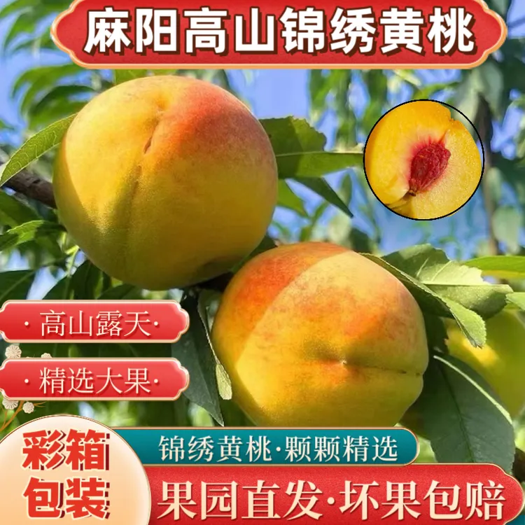 【爆甜】湖南怀化麻阳高山路天锦绣黄桃当季新鲜大果脆桃红心整箱